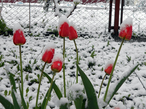 Цветы под снегом фото Сергея Андреева