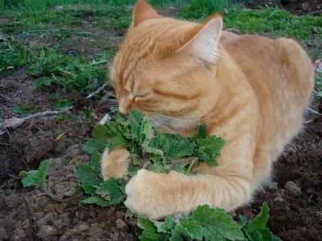 Чтобы кошка не толстела, покормите сельдереем - Восемь плюс один